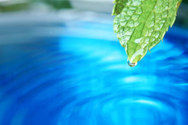 Krásný zelený list s kapkou vody na modrém pozadí, closeup. Prostor pro text - Fotografie, Obrázek