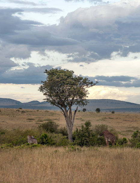 Жирафи в джунглях Кенії під хмарним небом. - Фото, зображення