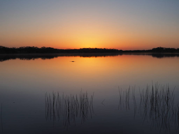 Cocodrilo al amanecer en Nine Mile Pond en el Parque Nacional Everglades, Florida
. - Foto, imagen