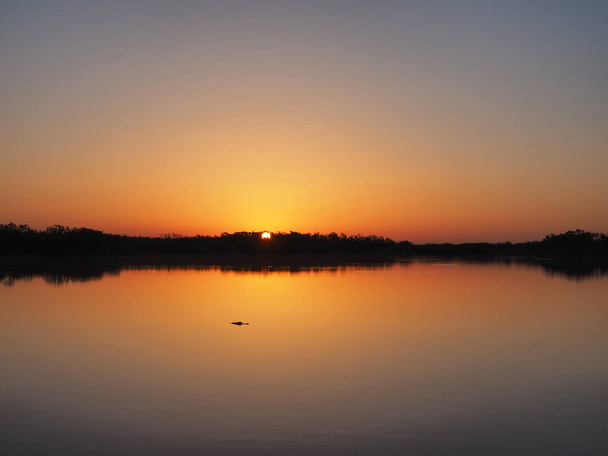 Cocodrilo al amanecer en Nine Mile Pond en el Parque Nacional Everglades, Florida
. - Foto, imagen