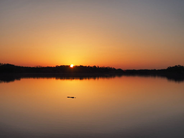 Alligator bei Sonnenaufgang auf neun Meilen Teich im Everglades Nationalpark, Florida. - Foto, Bild