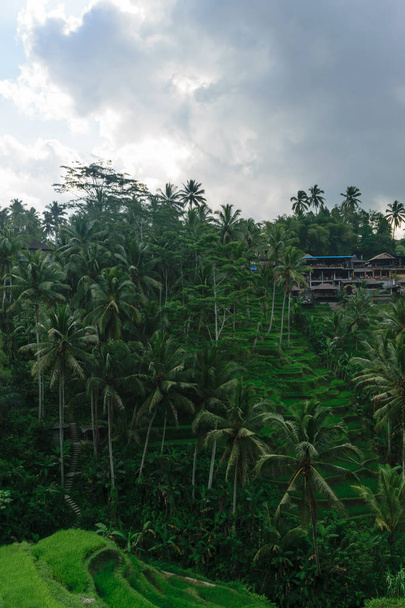 Terraços de arroz Tegalalang em Ubud, ilha de Bali durante o dia nublado
 - Foto, Imagem