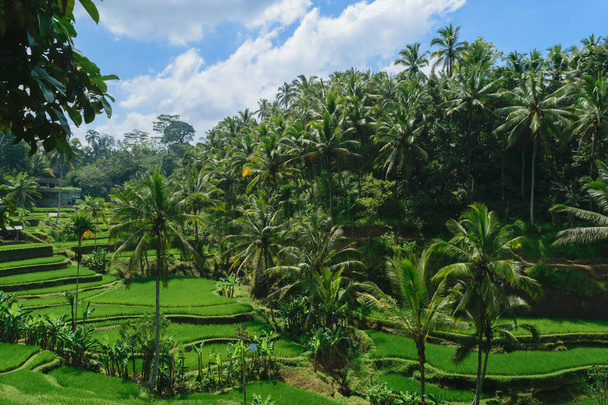 Tegalalang rice terraces, sunny day and green jungles in Ubud, Bali - Фото, изображение