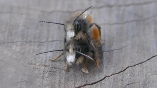 Divoké včely Osmia Bicornis.Solitary včely. Pár v lásce hmyzu kopulace páru - Záběry, video