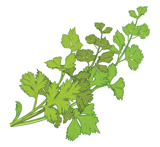 fresh coriander herb, chinese parsley, food, isolated logo, vector illustration. - Vector, Image
