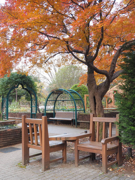 Maple leaves change color in Japan autumn. - Fotografie, Obrázek