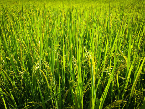 Πράσινο ρύζι Ασία αυξάνεται - Φωτογραφία, εικόνα