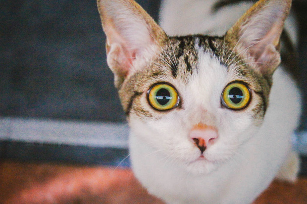 cat eyes cute closeup - Photo, Image