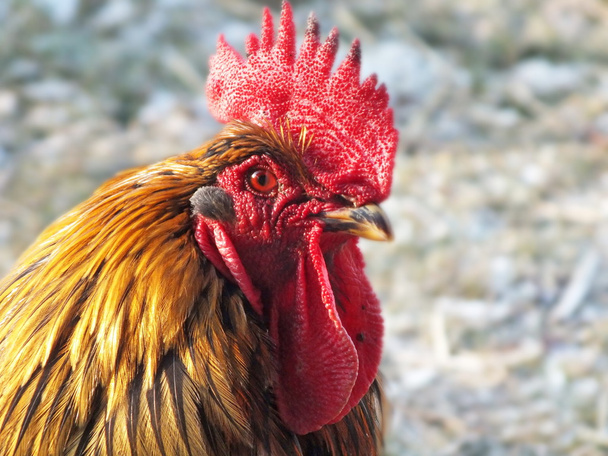 rooster - Photo, Image