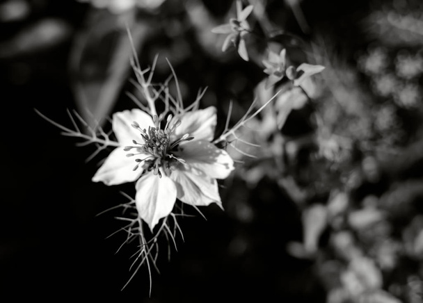 weiße Nigella damascena Blume, auch als "Liebe im Nebel" bekannt, in schwarz und weiß. Die Blume ist an ihrem einzigartigen Nebel aus luftigen Hochblättern und Blättern zu erkennen. - Foto, Bild