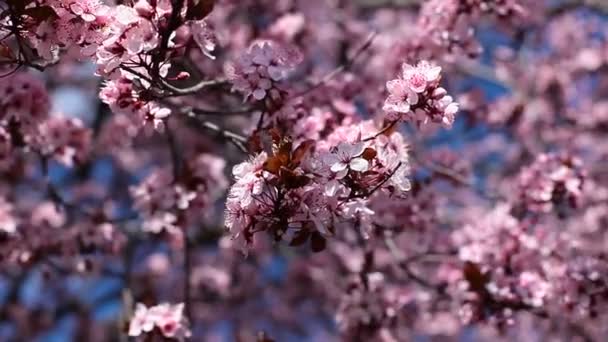 kwiaty wiśniowe kwiaty na dzień wiosny z Japonii ogród - Materiał filmowy, wideo