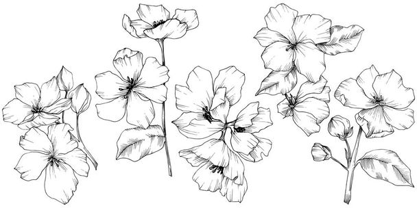 ベクトル。Appe の花の花。野生のばねの葉。孤立したアップル b - ベクター画像