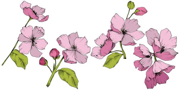 Vektor. APPE květ květiny. Růžové a zelené vyryto inkoust umění. Já - Vektor, obrázek