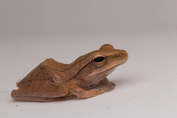 Μακροεντολή εικόνα όμορφη βάτραχος του Βόρνεο - Φωτογραφία, εικόνα
