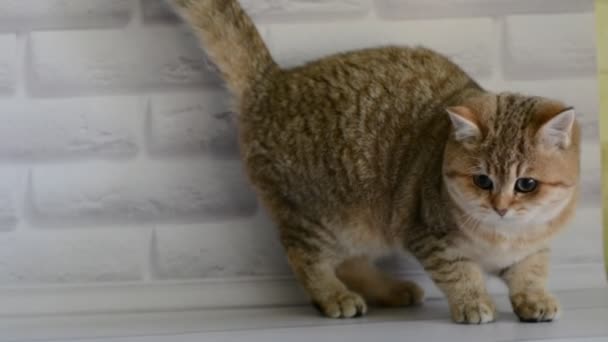 cica macska skót egyenes, laza bolyhos, állati munchkin - Felvétel, videó