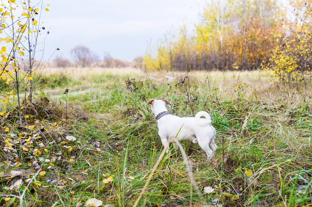 Sweet jack russell cão em um campo de grama. Descontraído agradável atmosfera de outono
.  - Foto, Imagem