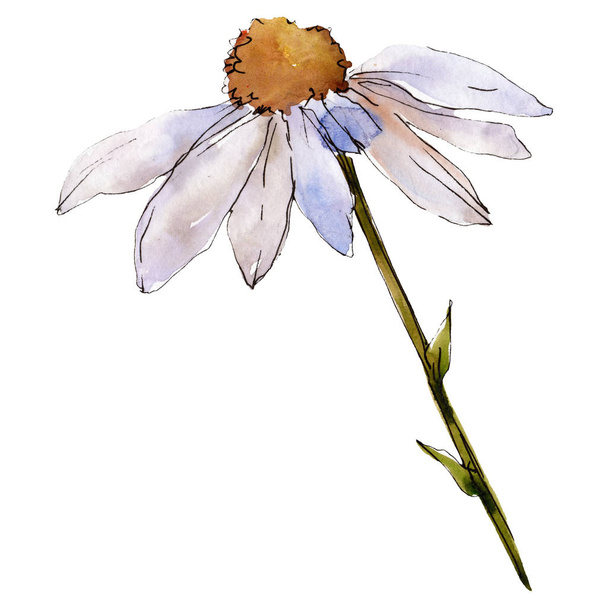 Daisy flower with green leaves. Isolated daisy illustration element. Watercolor background illustration set. - Valokuva, kuva