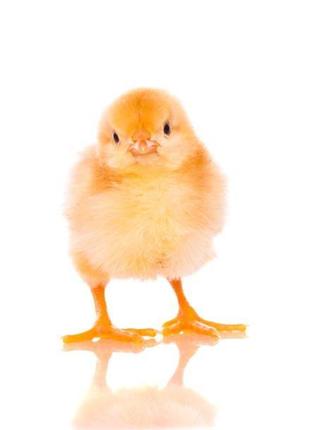 Lindos polluelos bebé
 - Foto, imagen