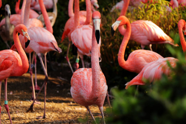 ein majestätisches Tier namens amerikanischer Flamingo steht und in die Kamera schaut. er hat rosa und rote Federn und ist ein sehr hübsches Tier. - Foto, Bild