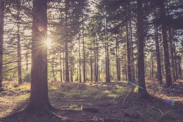 Evening sun flare through pine trees in a forest - Foto, immagini