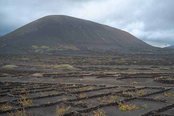 La Geria, Lanzarote Island, Canary, Spain, Vineyards in dark lava soil - Photo, Image