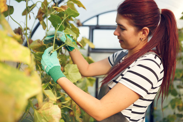 Photo of young brunette agronomist in greenhouse with cucumbers - Foto, Bild