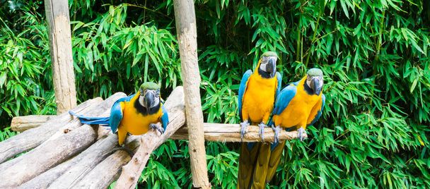 Lustige Gruppe blauer und gelber Ara-Papageien, die auf einem hölzernen Ast sitzen und sich nähern - Foto, Bild
