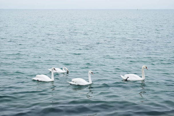 White swans in the sea - Photo, image