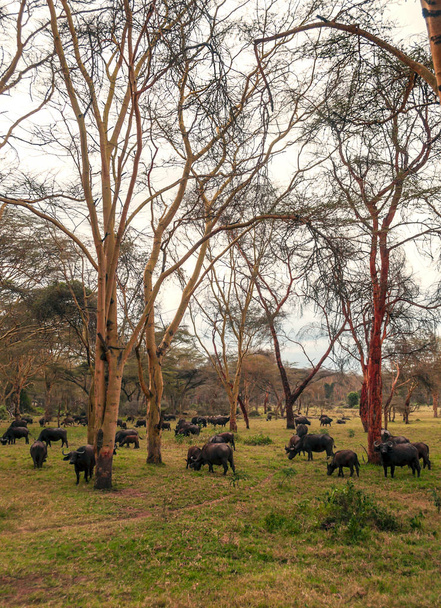 Bufalos Kenya dzsungelében a felhős ég alatt - Fotó, kép