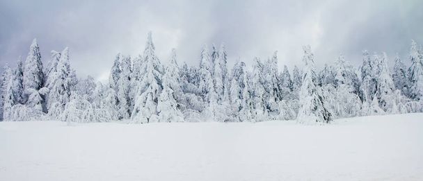 Panoramablick auf den verschneiten Tannenwald an einem kalten Wintertag. malerische Landschaft, herrliche Stille. - Foto, Bild