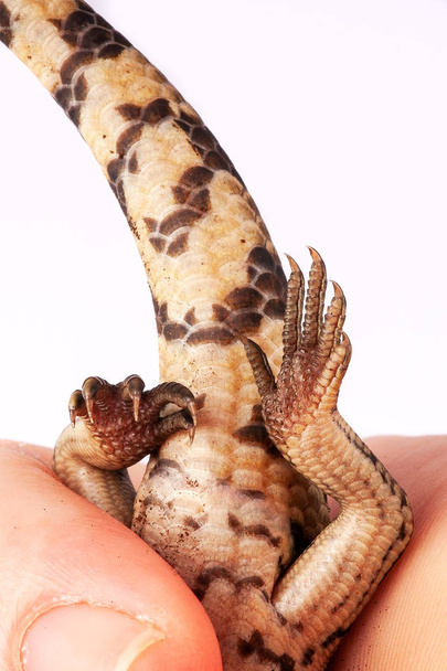 Australský Baby východní modrý jazyk Ještěrčí closeup za zadní nohy a ocas v ruce dospělého chovatelé - pohlaví neznámé - Fotografie, Obrázek