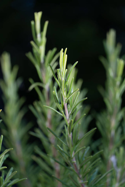 Rosmarinus officinalis, commonly known as rosemary, is a woody, perennial herb with fragrant, evergreen, needle-like leaves and white, pink, purple, or blue flowers, native to the Mediterranean region - Fotoğraf, Görsel