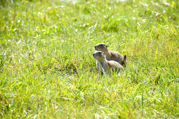 Two Prairie Dogs in the green grass. - Photo, Image