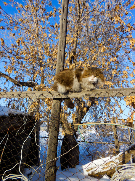 Zimní jasný den, Venkovská krajina s rustikální zahrady pokryté sněhem. zmrzlé větve stromů. Kočka na plotě kontroluje vlastnost.  - Fotografie, Obrázek