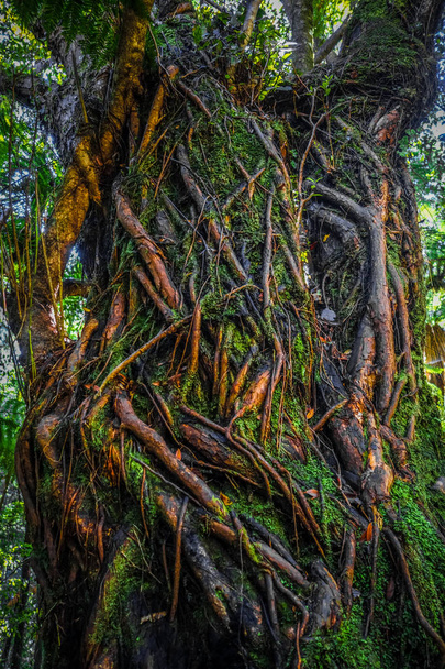Roots and ferns in New Zealand rain forest - Photo, image