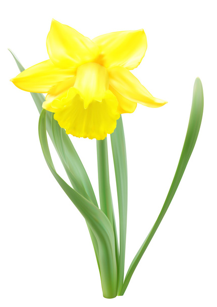 Keltainen Narsissi Kukka
 - Valokuva, kuva