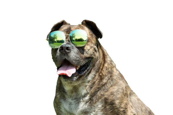 Cão feliz com óculos de sol, Pit bull, amstaff, stafford no parque
. - Foto, Imagem