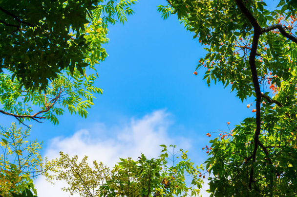 Вид зверху з гілкою дерева і блакитним небом
 - Фото, зображення