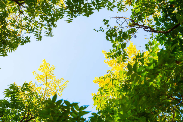 Vista superior con rama de árbol y cielo azul - Foto, imagen