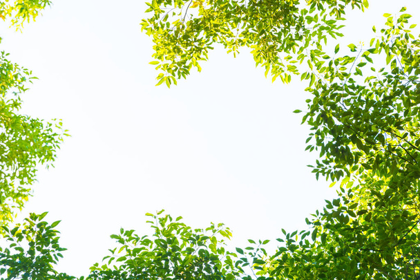 Bovenaanzicht met boomtak en blauwe lucht - Foto, afbeelding