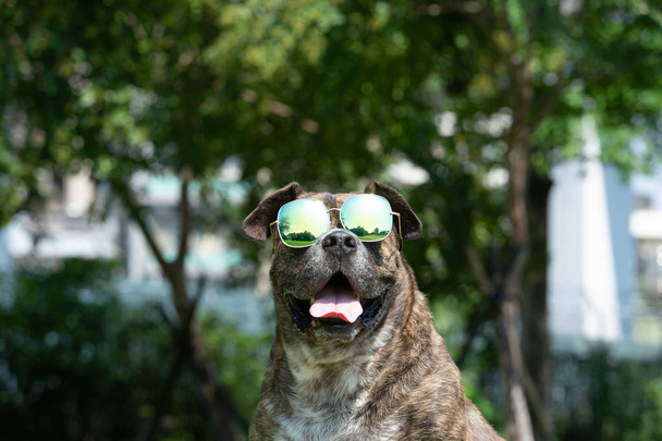 Perro feliz con gafas de sol, Pit bull, amstaff, stafford en el parque
. - Foto, Imagen