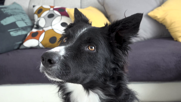curious broder collie face - Filmmaterial, Video