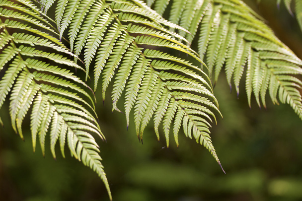 green fern - Photo, Image