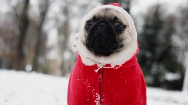 Portrét mopslík být v patách v obleku Santa Clause. Funny pes v kapuci vypadá ve fotoaparátu. Veselé Vánoce šťastný nový rok - Záběry, video
