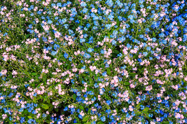 Vaaleanpunainen ja sininen pieni unohda-minua-ei kukkia Euroopassa
 - Valokuva, kuva