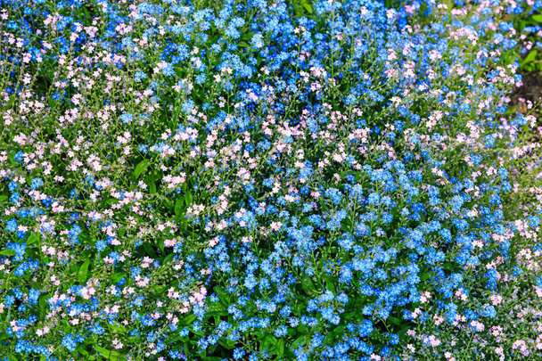 Flores rosadas y azules minúsculas que no me olvidan en Europa
 - Foto, imagen
