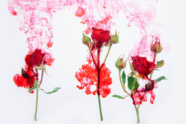 Róż z zielonych liści wewnątrz wody, na białym tle z czerwonej farby. Stylu przypominającym akwarele i abstrakcyjny obraz czerwonych róż. - Zdjęcie, obraz