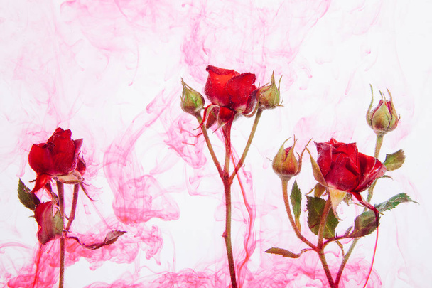 Rózsaszín rózsák belül a víz, a fehér háttér piros festékek, zöld levelekkel. Akvarell stílusú és absztrakt képet a piros rózsa. - Fotó, kép