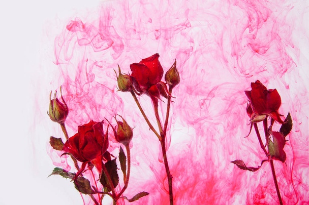Roses roses avec des feuilles vertes à l'intérieur de l'eau sur fond blanc avec des peintures rouges. Style aquarelle et image abstraite de roses rouges
. - Photo, image