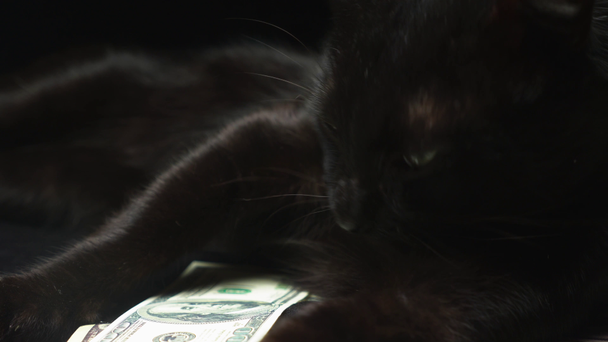Black cat sitting on window - Footage, Video